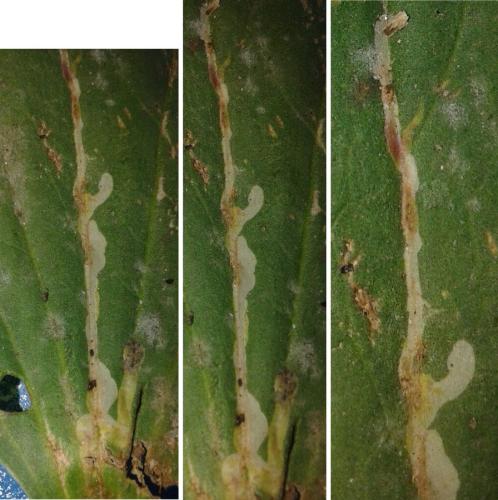 Phytomyzinae